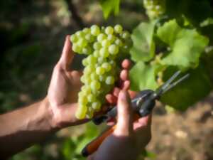 Fête des Vendanges