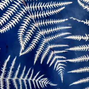 Atelier cyanotype