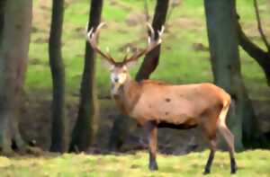 Soirée insolite brame du cerf