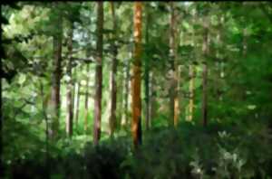 EXPOSITION - UN REGARD SUR LA FORÊT