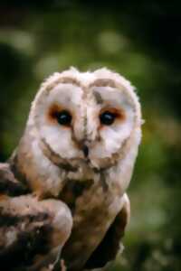Hibou-Rando au profit du Téléthon