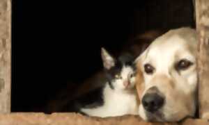 La petite expo - Bibliothèque André-Périgord - Feytiat