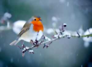 photo Le rendez-vous des familles - Création pour les oiseaux