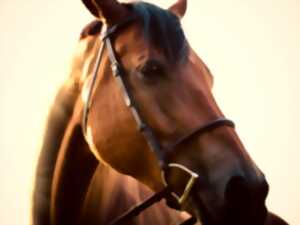 SPECTACLE EQUESTRE