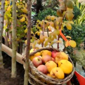 photo Fête des arbres et fleurs d'automne