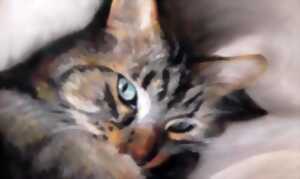 Exposition artistique SOS chats errants 87