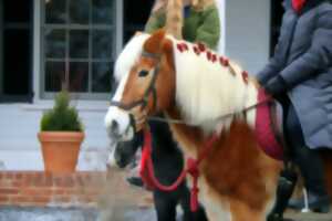 Promenades en poney