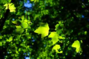 Conférence - Les Arbres aujourd'hui et pour les générations futures