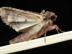 POLLUTION LUMINEUSE ET LES PAPILLONS DE NUIT : CONFÉRENCE ET ANIMATION NOCTURNE