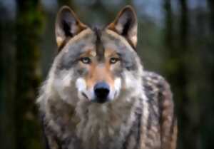 Exposition sur le Loup