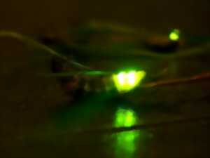 Atelier Astronomie | Lampyre contre-attaque