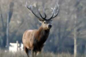 Sortie Brame du Cerf