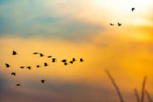Journée Mondiale des oiseaux migrateurs