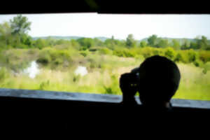 photo A travers les jumelles - Petite Camargue Alsacienne