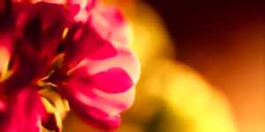 Balade photographique - Mieux photographier avec son smartphone en pleine nature