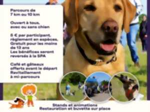 Marche canine