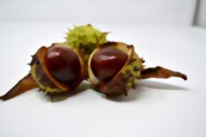 photo Vide-greniers à l'occasion du Championnat de France de Conkers