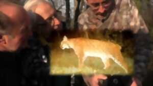 Ciné-débat : Chasseurs, proies, lynx