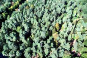 photo Les richesses patrimoniales de la forêt