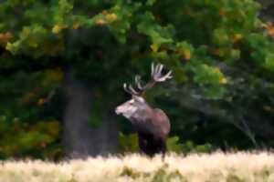 photo Soirée découverte brame du cerf et observation de la voûte céleste