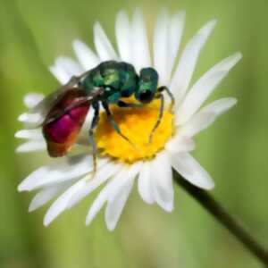 Conférence « Fascinants insectes des Vosges du Nord » Michel RAUCH
