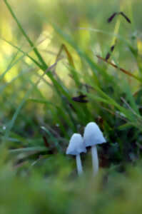 Sortie mycologique