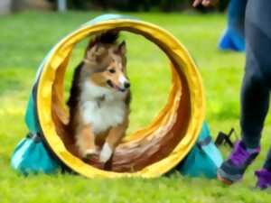 photo CONCOURS D'AGILITY