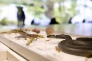 photo Connaître et protéger la biodiversité à Strasbourg : du musée aux réserves naturelles