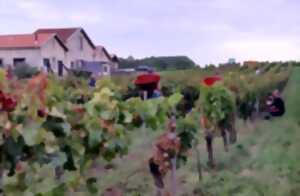 Fête des vendanges au vignoble Au pas du Cheval