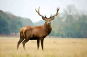 Sortie nature brame du cerf en forêt d'Orléans