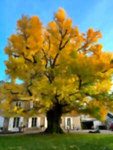 Portes ouvertes : Découverte du Ginkgo Biloba