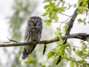 photo Atelier Nature : Chouettes et hiboux