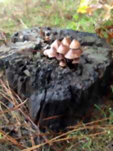 photo Animation Champignons