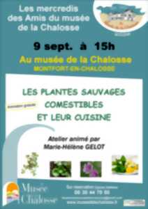 Les plantes sauvages comestibles et leur cuisine