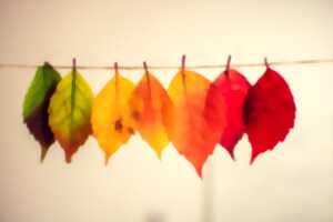 photo Fête de l'Automne - La Forêt de Demain