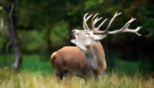Brame du cerf