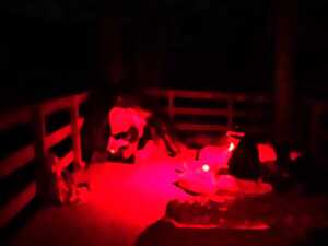NUIT DU BRAME DU CERF