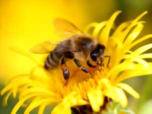 FÊTE DE L'ABEILLE
