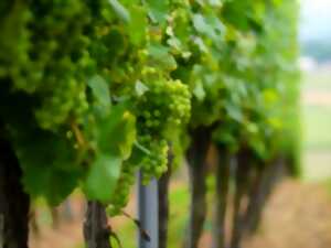 JEP 2026 - BALADE HISTORIQUE DANS LES VIGNES DE FONTFROIDE