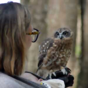 rapaces