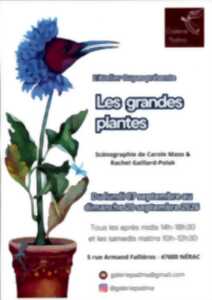 photo Exposition Les Grandes plantes
