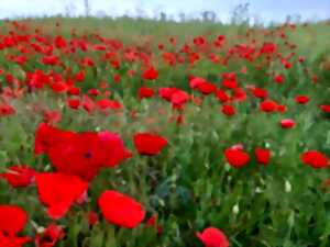 photo Voulons-nous vraiment des coquelicots ?