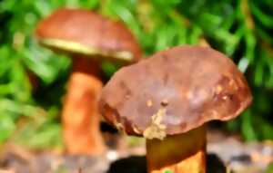 photo Exposition de champignons