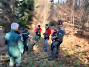 Découverte du martelage avec des forestiers