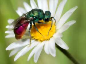 photo Conférence « Fascinants insectes des Vosges du Nord » Michel RAUCH