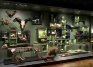 photo Aux origines du Musée Zoologique : le cabinet d’histoire naturelle de Jean Hermann