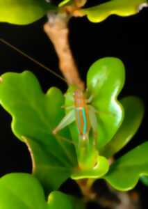 photo Du chant nocturne à l’assiette : relations culturelles aux insectes dans les îles tropicales