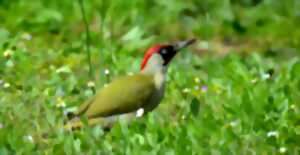 photo Les oiseaux du Parc Beaumont