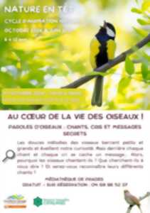 photo NATURE EN TÊT: AU COEUR DE LA VIE DES OISEAUX!