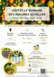 photo VISITE LES FRUITS D'AGRUMES RARES